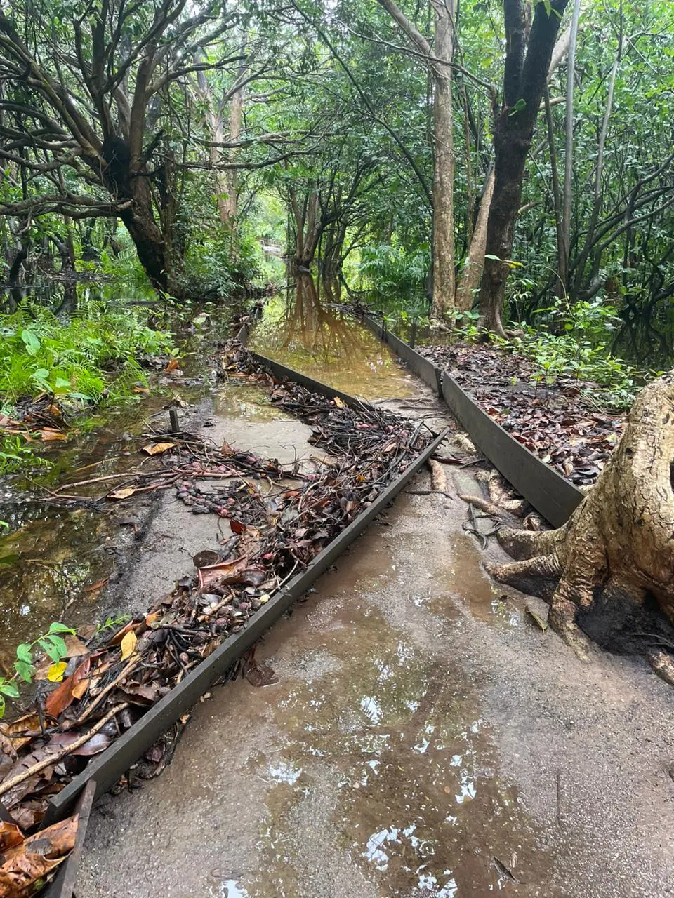 Imagem da notícia: Com trechos alagados, trilhas do Parque do Cocó são interditadas novamente por causa da chuva