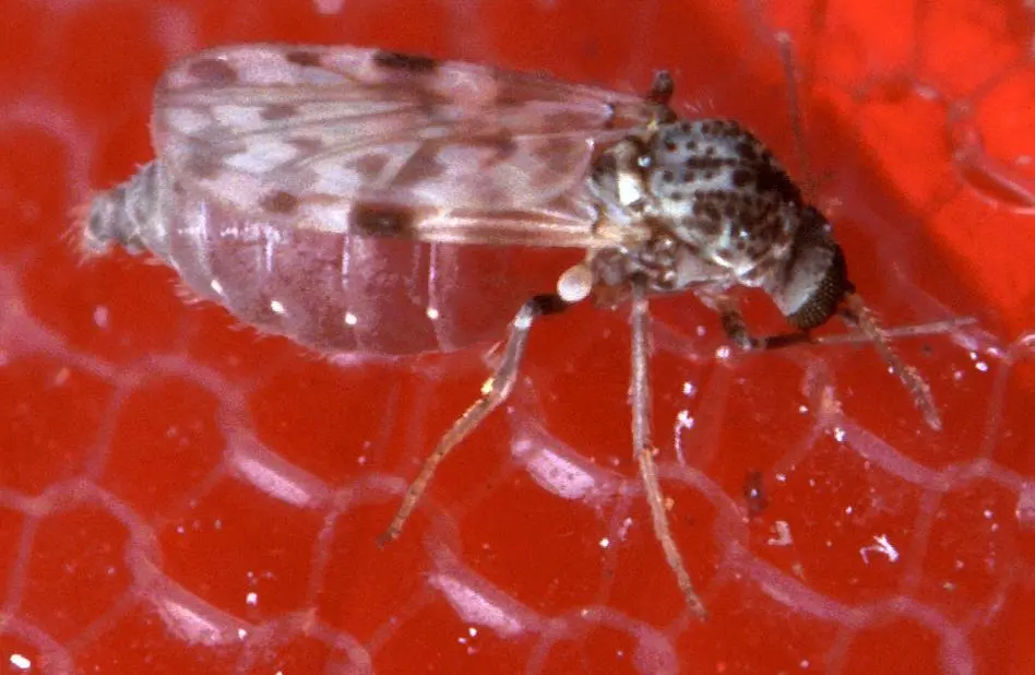 Imagem da notícia: Febre oropouche: veja o que é, saiba sintomas e se existe tratamento
