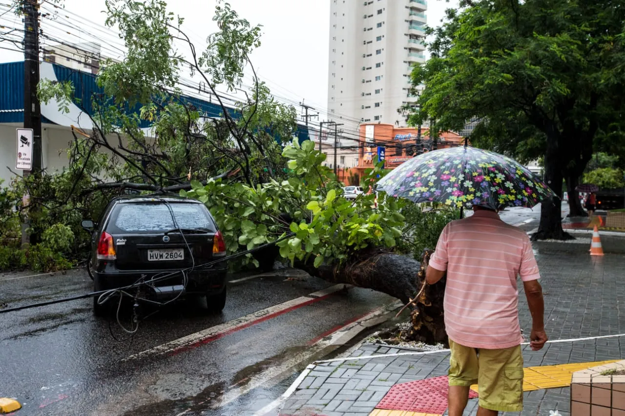 Alerta adverte sobre risco de queda de galhos devido às precipitações intensas