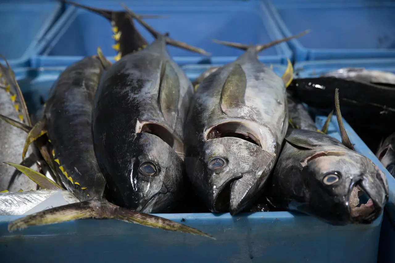 Imagem da notícia: Com pesca em área restrita, perdas na produção de atum cearense chegam a R$ 5 milhões