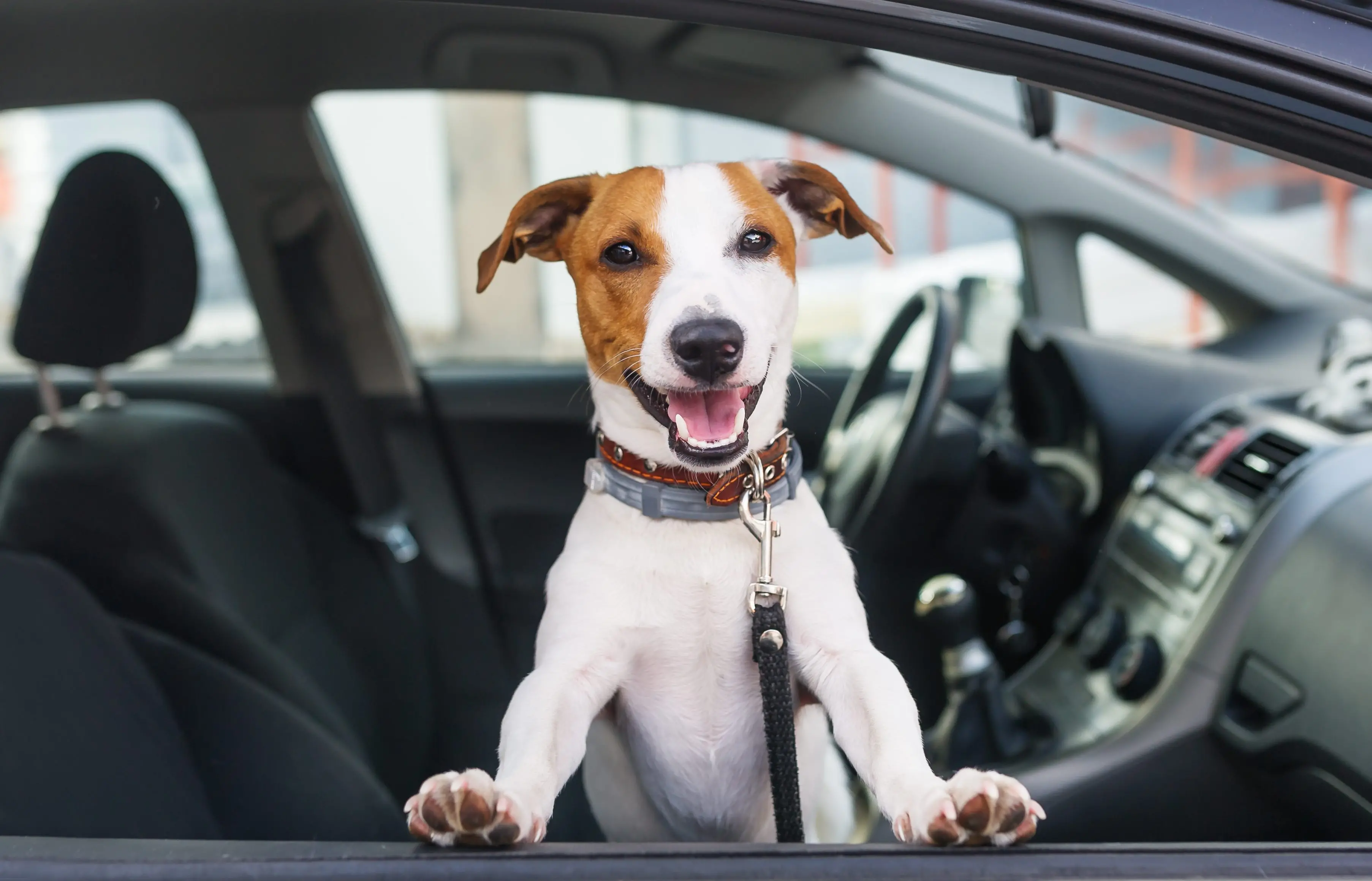 Imagem da notícia: Uber Pet chega a Fortaleza; saiba como acessar a opção no seu aplicativo