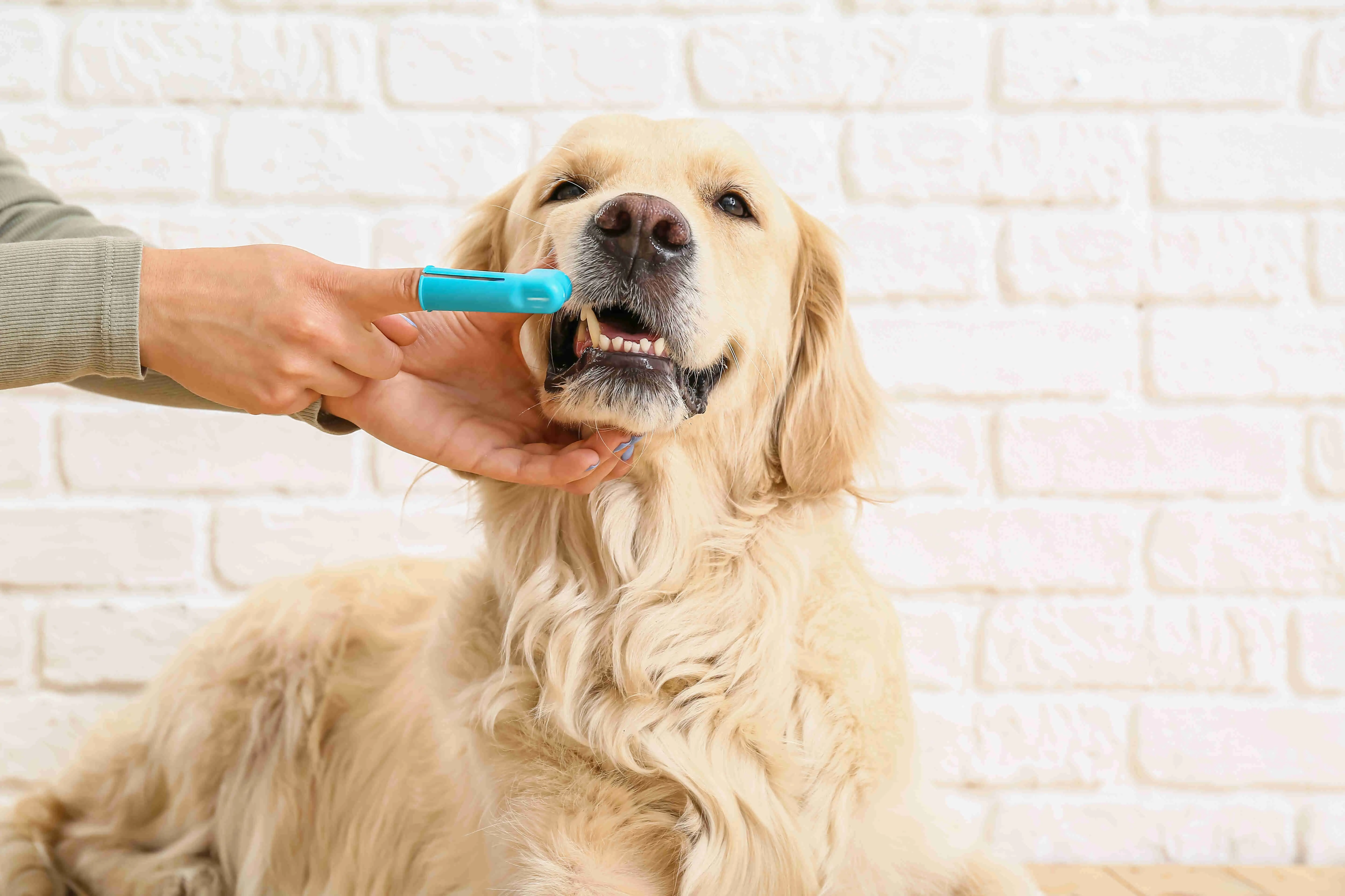 cachorro escovando os dentes