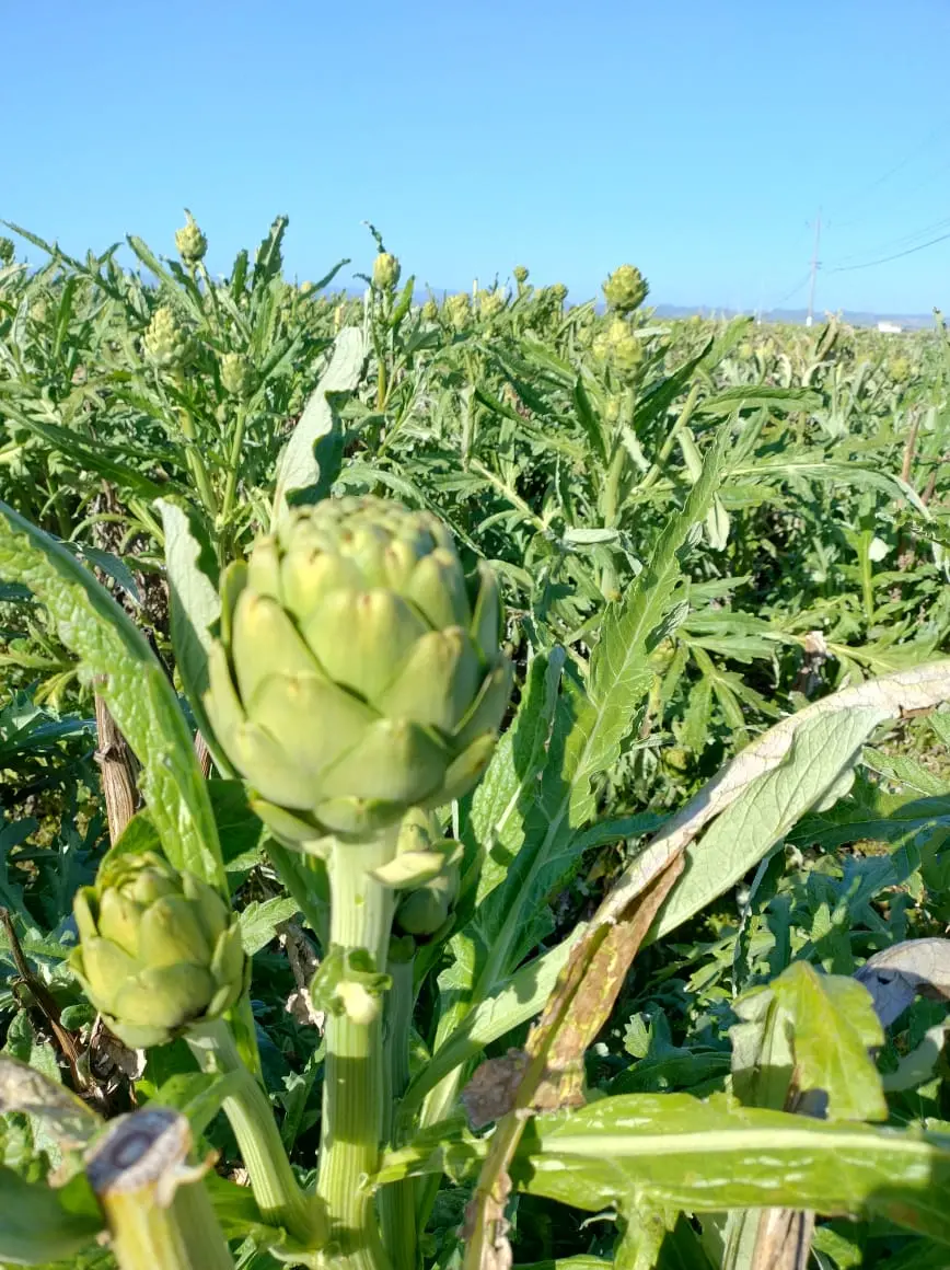 Imagem da notícia: Na agricultura irrigada: Ceará já usa a melhor tecnologia