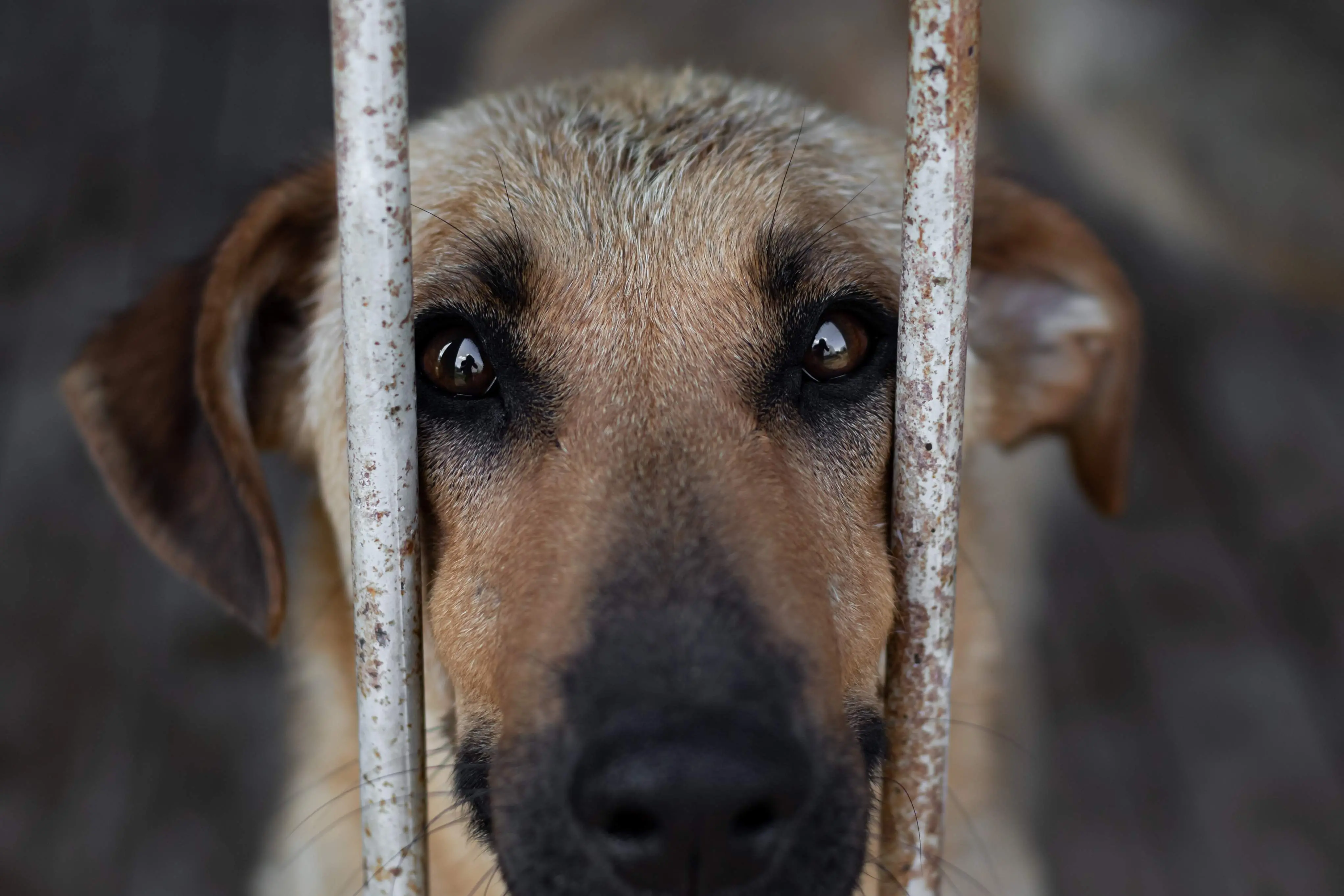 Imagem da notícia: Tosador de clínica veterinária é demitido por justa causa após agredir animais no RN