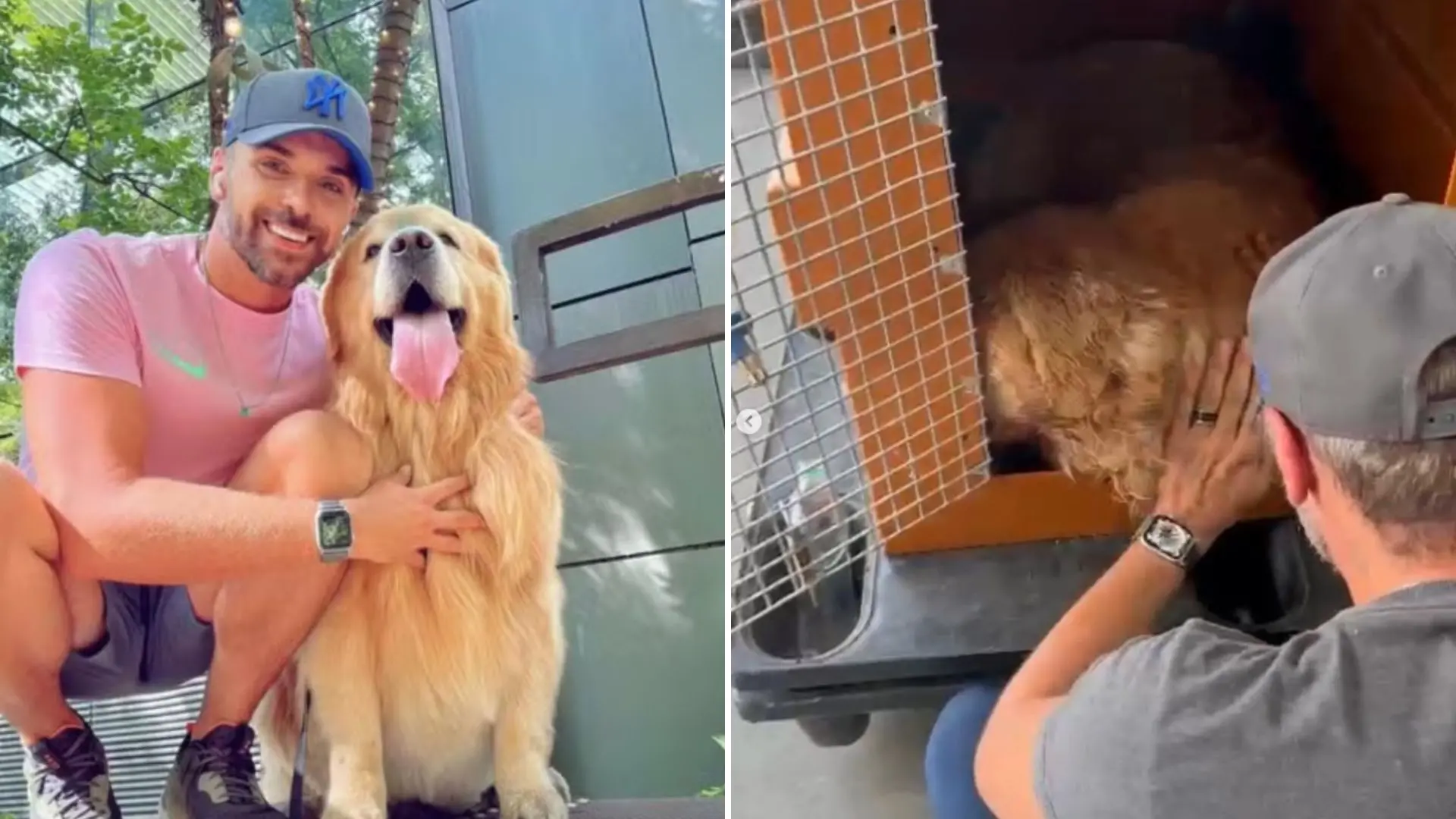 Imagem da notícia: Cachorro morre em voo após Gol mandá-lo para Fortaleza por engano