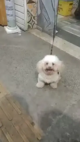Imagem da notícia Poodle que pertencia a tutora com síndrome de Down é atacado e morto por pitbull