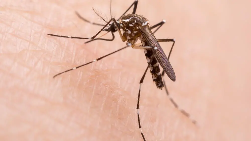 Imagem da notícia: Dengue: Brasil passa de 4 milhões de casos, com cerca de 2 mil mortes