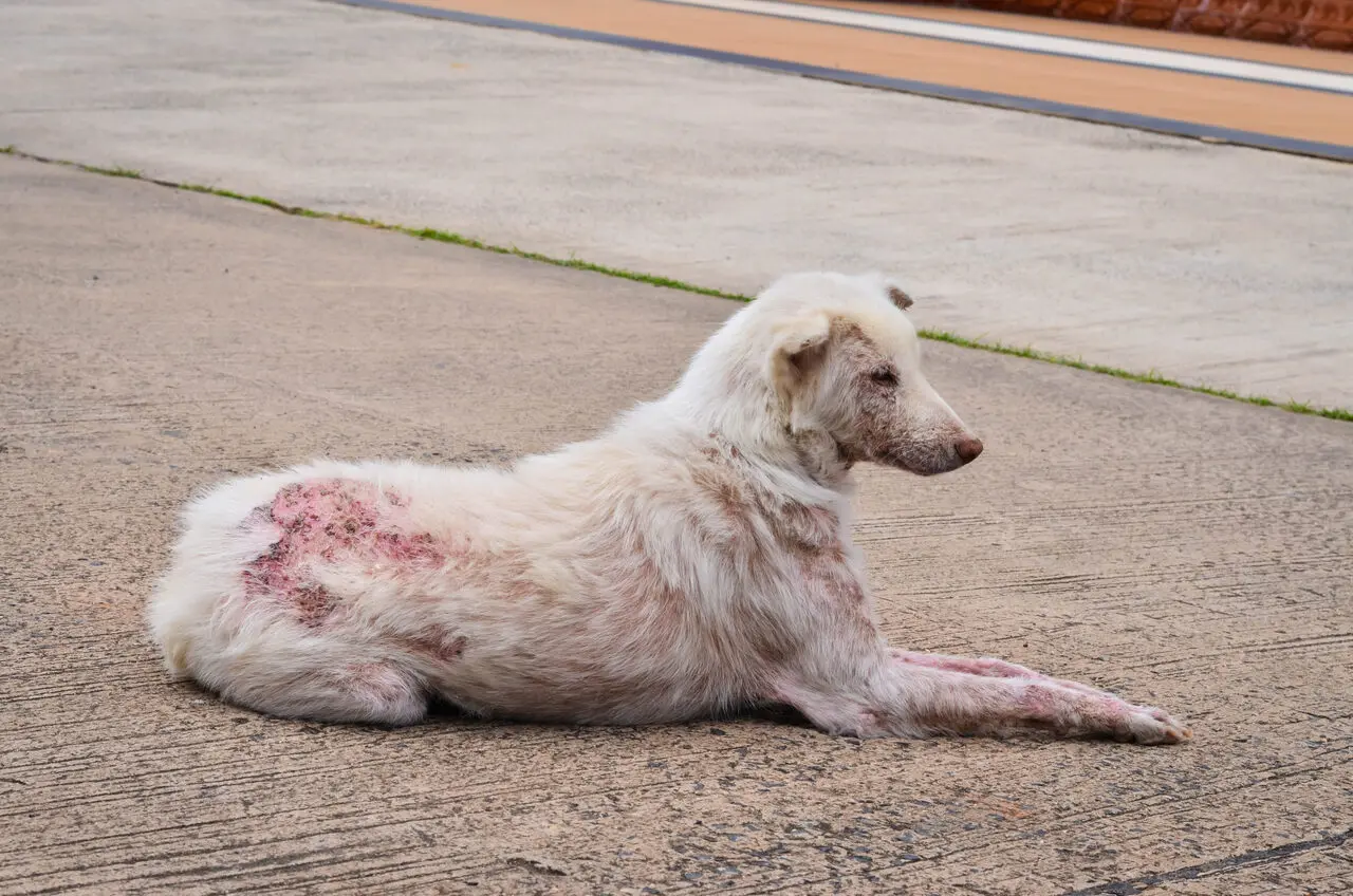 Sarna em cachorro