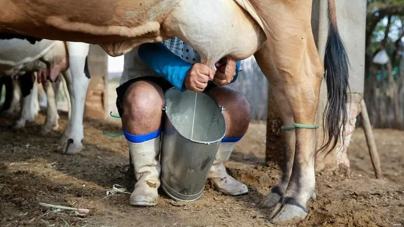 Ceará vem crescendo produção de leite e derivados ano após ano