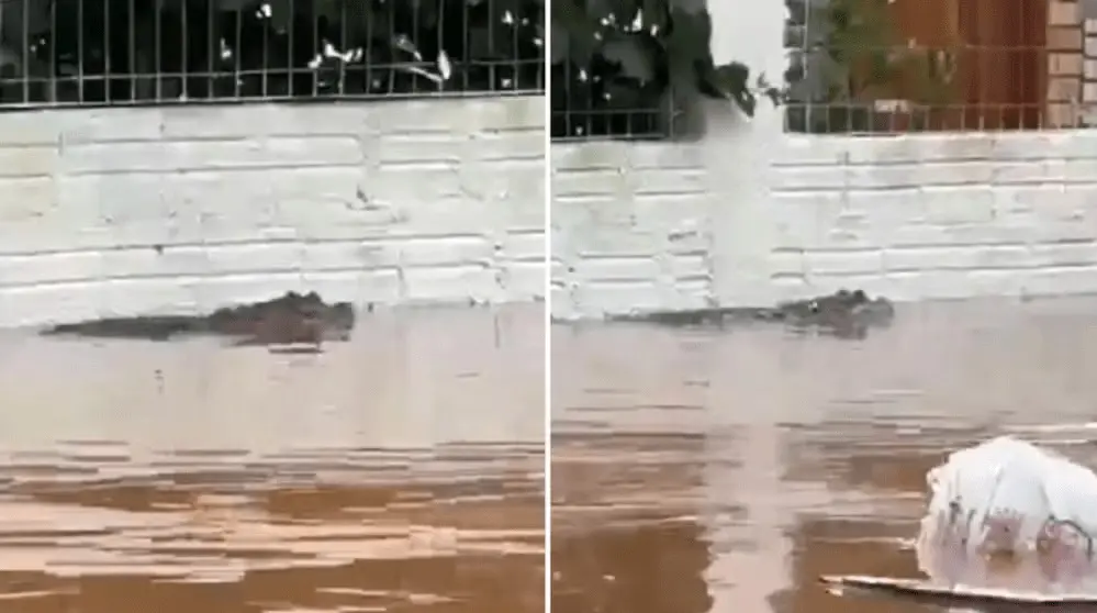 Imagem da notícia: Veja o que se sabe sobre jacaré visto por moradores de Porto Alegre