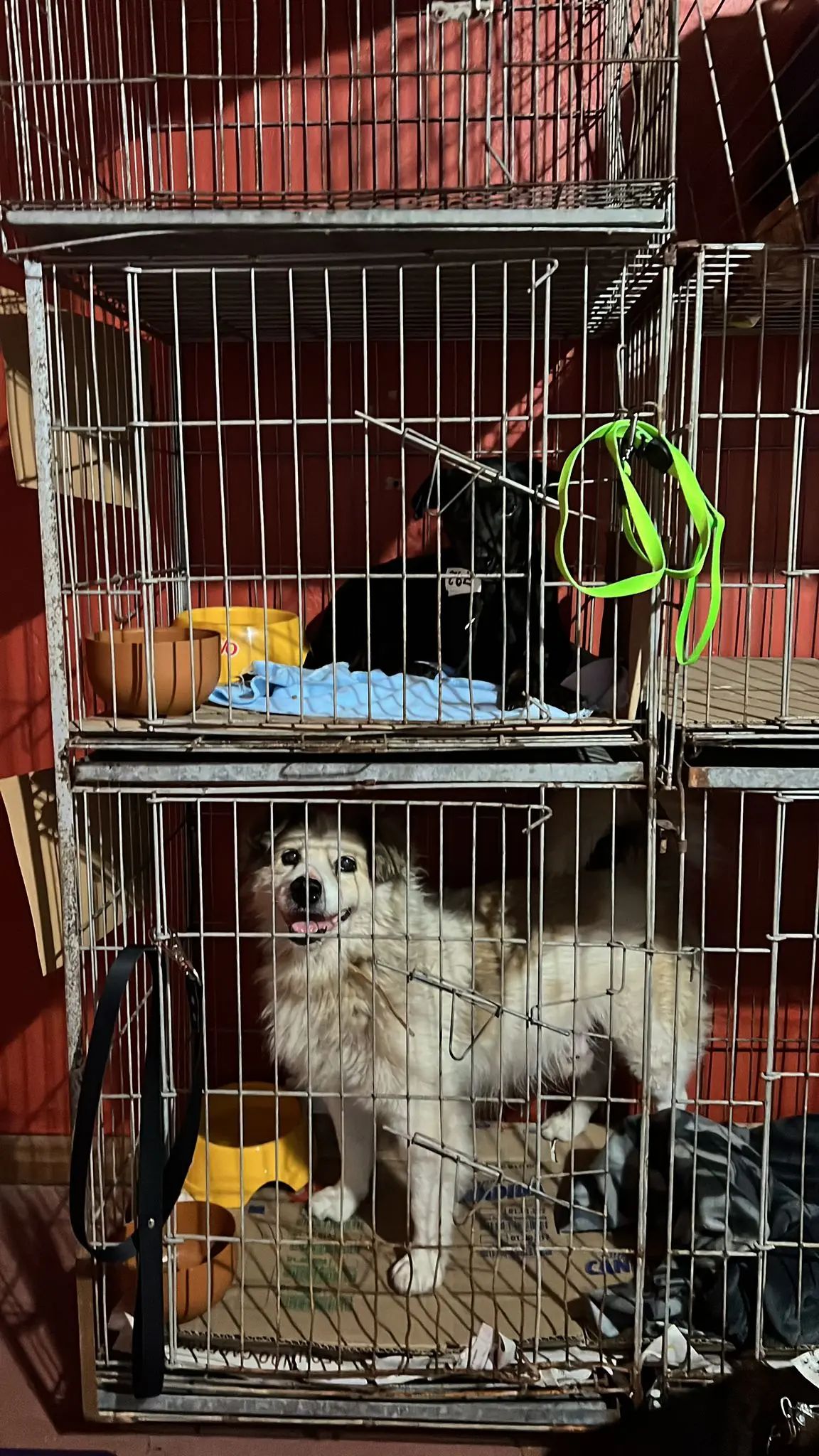 Animais Rio Grande do Sul