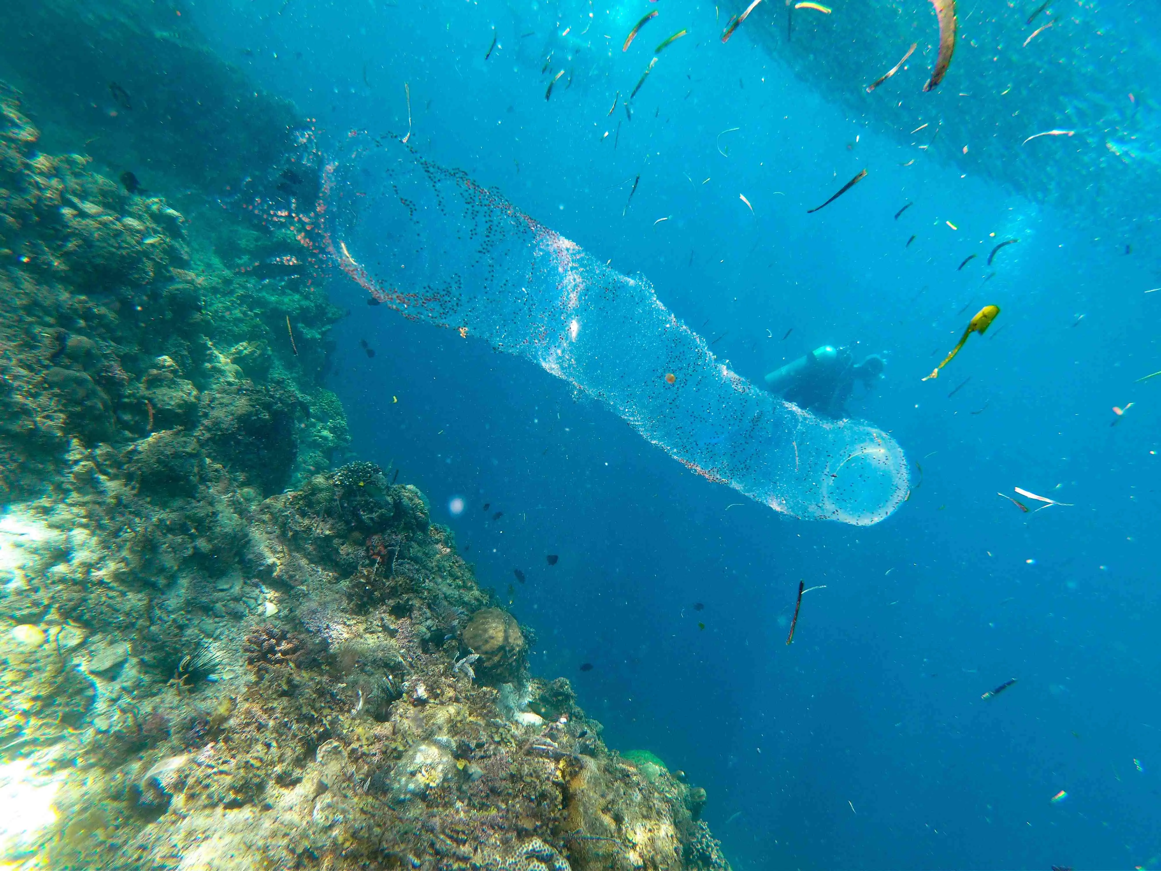 Imagem da notícia: O que são pirossomas? Saiba mais sobre a nova espécie descoberta no oceano