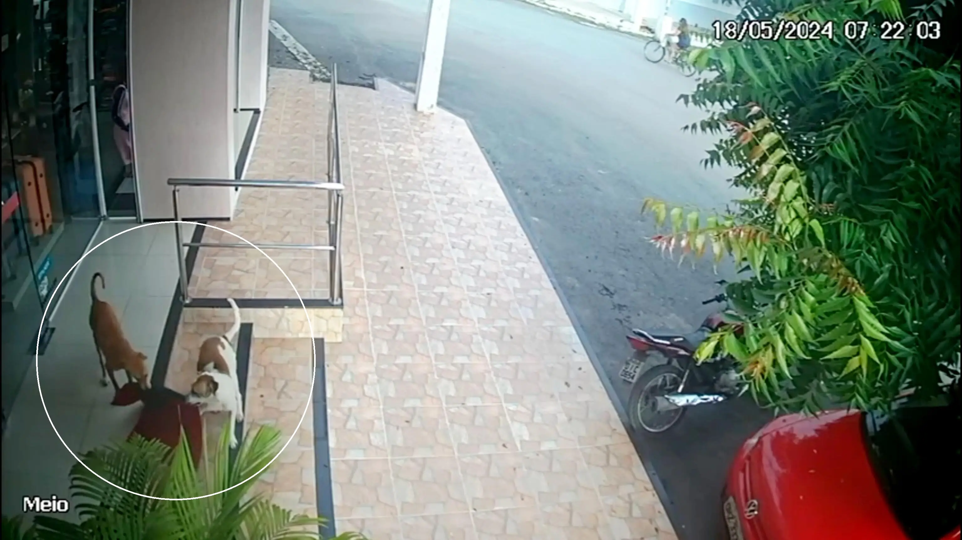 Imagem da notícia: Cães são flagrados 'furtando' tapete no interior do Ceará; assista 