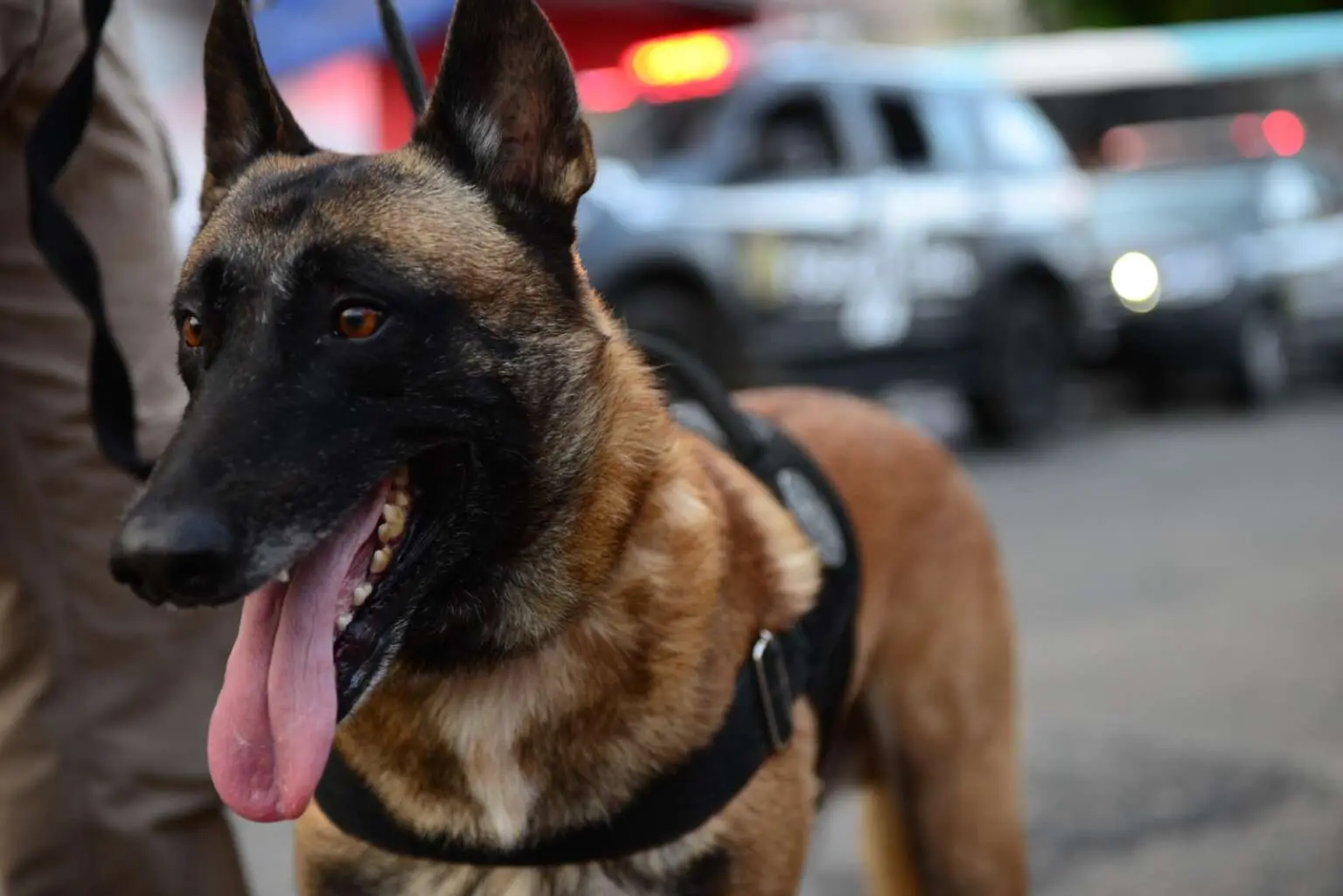 Imagem da notícia: Cão Shiryu completa seis anos na Polícia Civil em trabalho de buscas por drogas e restos mortais
