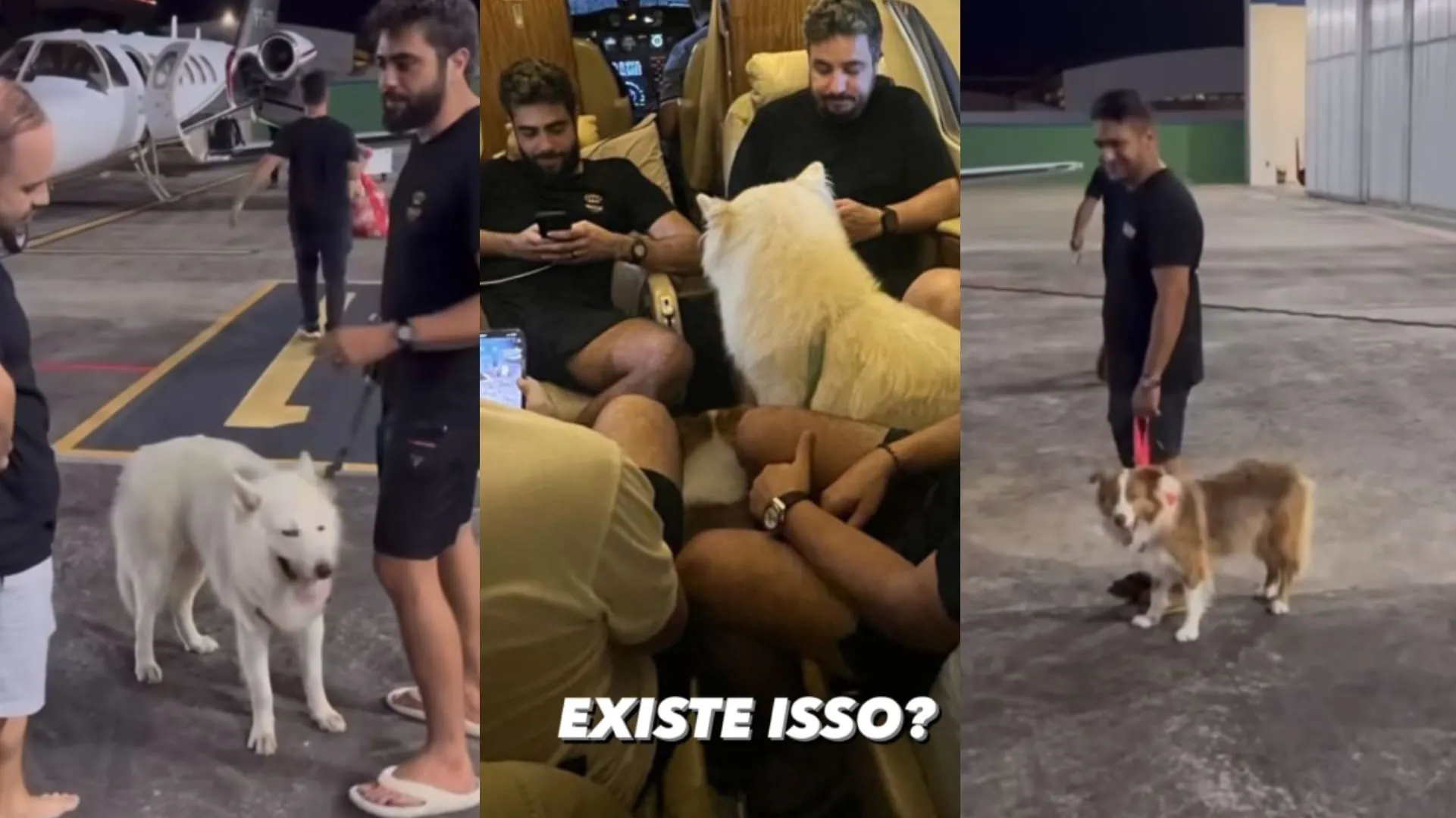 Cães foram levados por dupla sertaneja sem Nattan saber