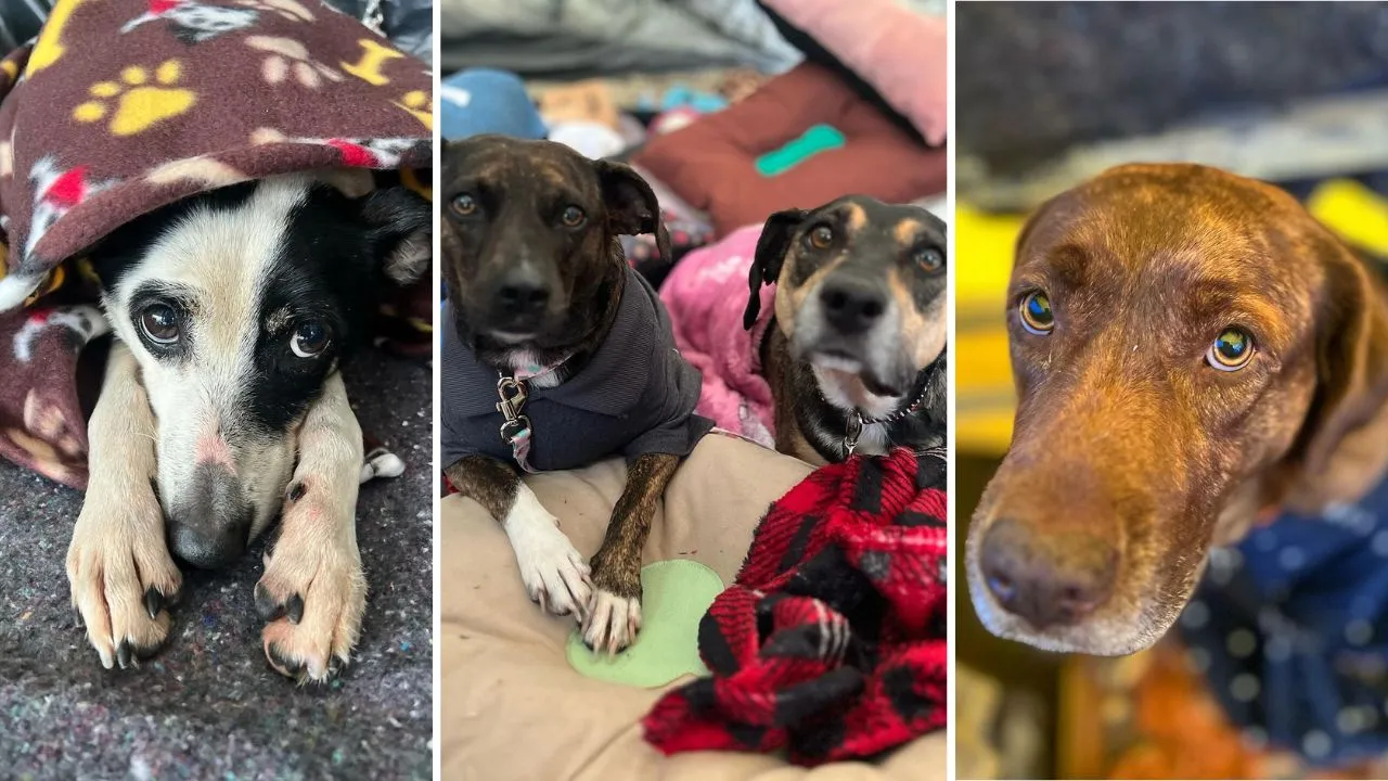 Animais chegam com casos de desidratação e infecção