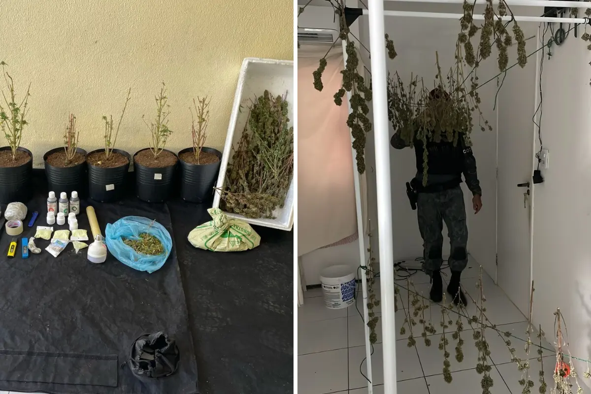 Imagem da notícia: Estufa para o cultivo de maconha é desativada, em Messejana, pela Polícia Militar 