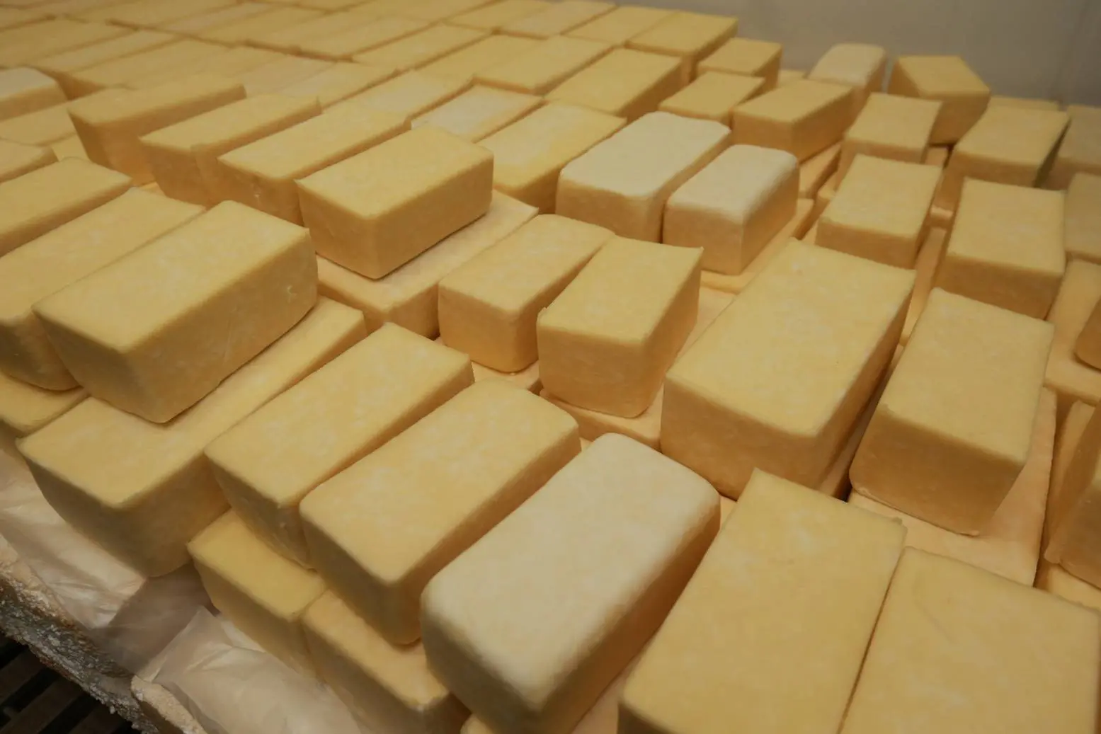 Imagem da notícia: O que faz o queijo do Vale do Jaguaribe ser cientificamente comprovado como único no mundo? Entenda