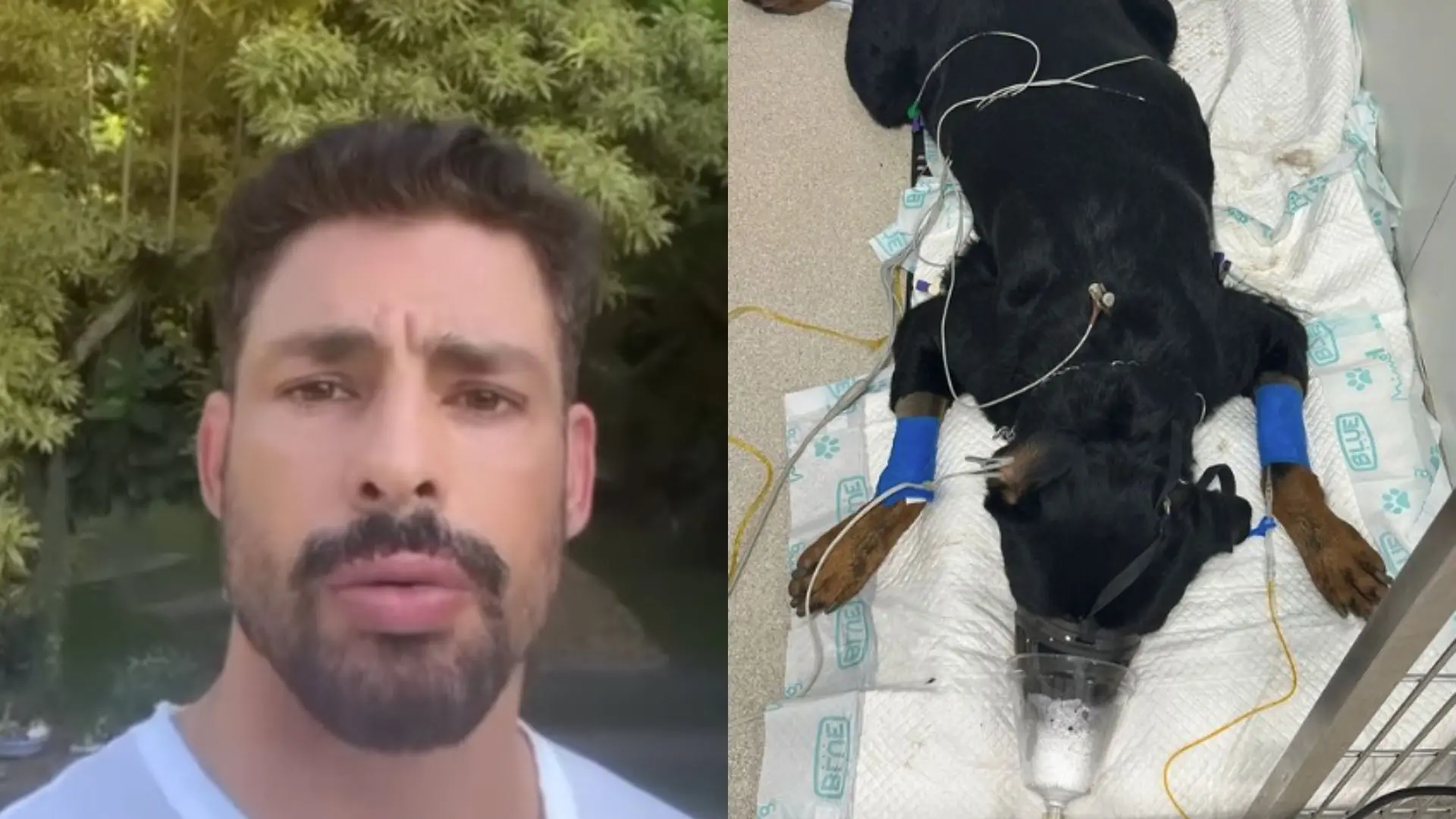 Imagem da notícia: Cauã Reymond denuncia envenenamento de seus cachorros em casa: 'Maldade'