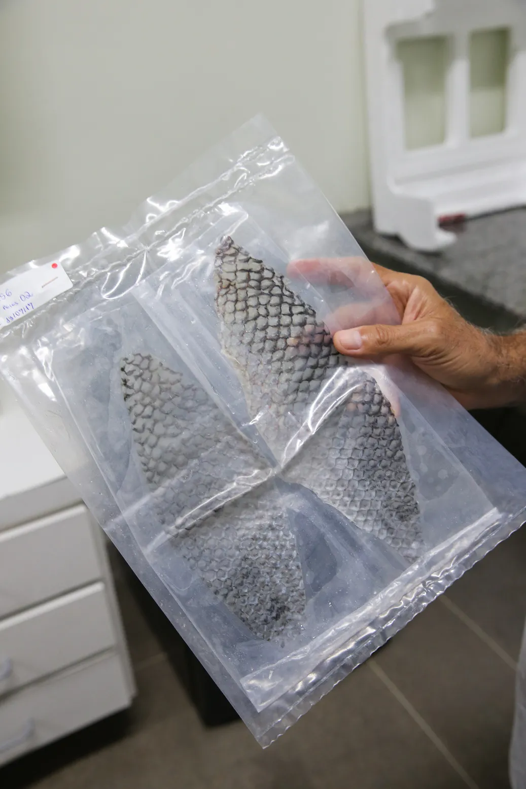 Pele de tilápia embalada para uso como curativo biológico