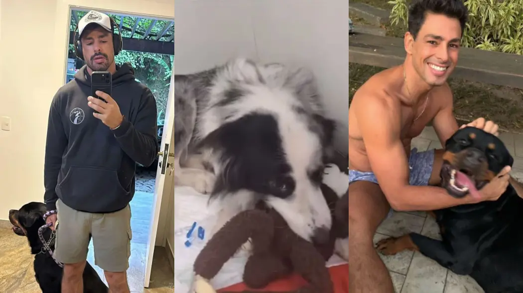 Imagem da notícia: Polícia investiga suspeita de que 40 cães tenham sido envenenados no RJ; veja o que se sabe
