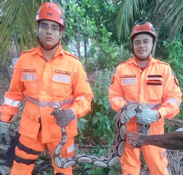 Imagem da notícia: Bombeiros resgatam 30 cobras no Ceará em cerca de 24 horas