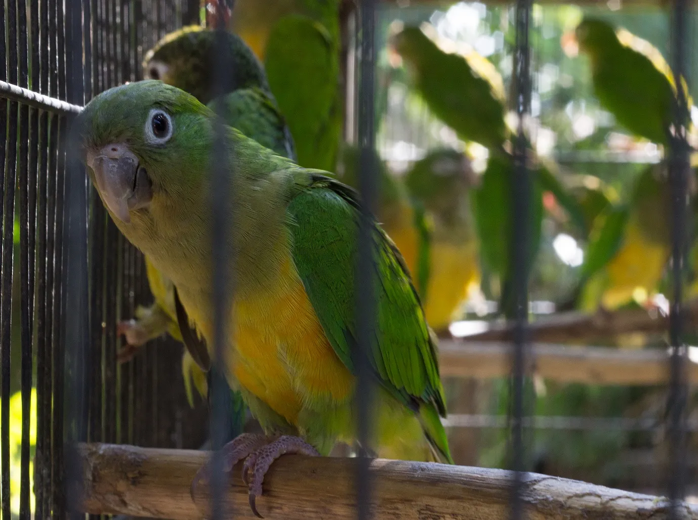 Fiscalização e soltura de animais são comprometidas pela falta de resolução no imbróglio