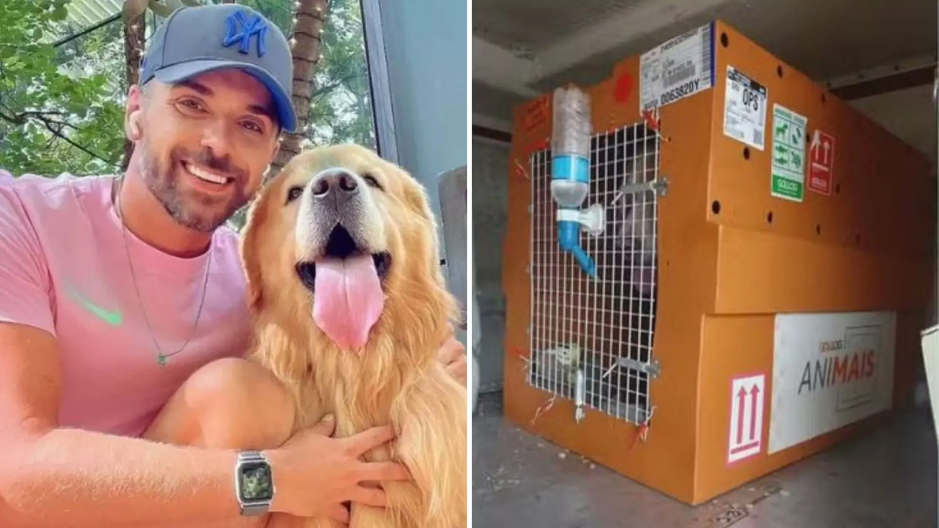 Imagem da notícia: Justiça de SP não vê maus-tratos e arquiva inquérito que investigava a morte do cão Joca