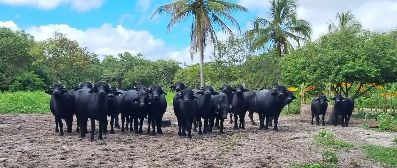 Imagem da notícia: Com investimento milionário, Laguna terá nova fábrica de beneficiamento de leite em Paracuru