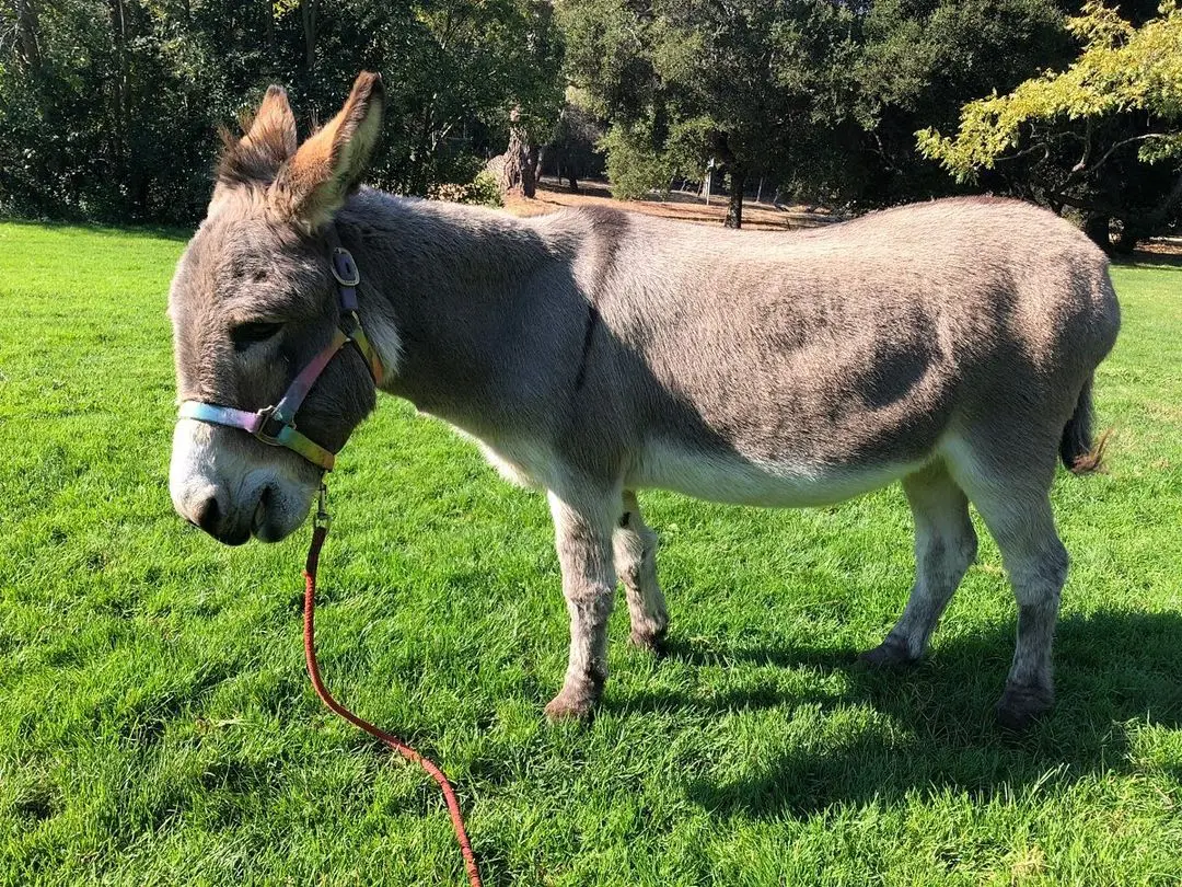 Imagem da notícia: Burro que serviu de inspiração para personagem de 'Shrek' passa por problemas e precisa de doações
