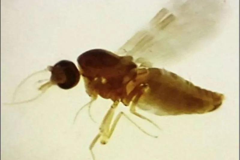 A condição é geralmente transmitida pelo mosquito Culicoides paraenses, popularmente conhecido como maruim ou mosquito-pólvora
