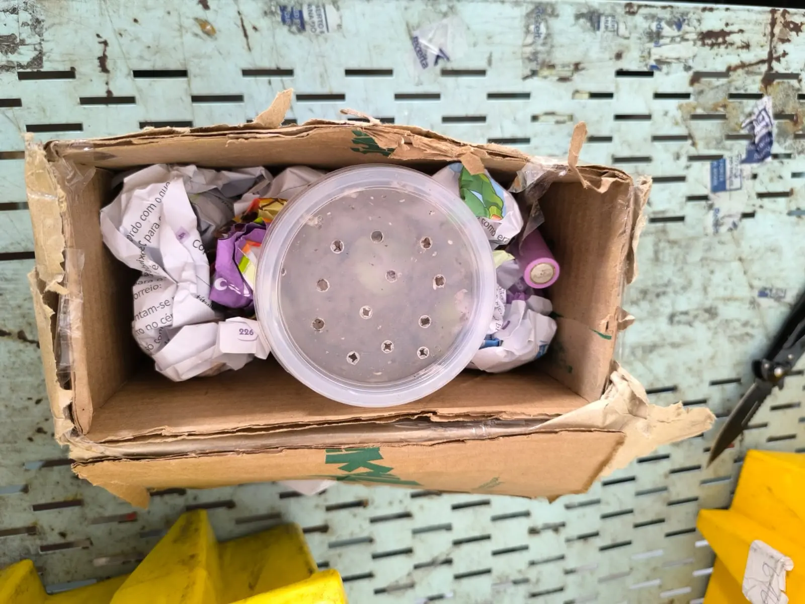 Imagem da notícia: Filhote de jacaré é encontrado em encomenda em Fortaleza