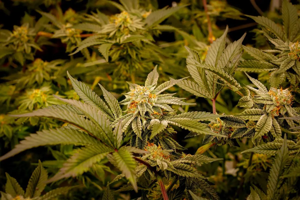 Imagem da notícia: Descriminalização das drogas: o que muda com a decisão do STF?