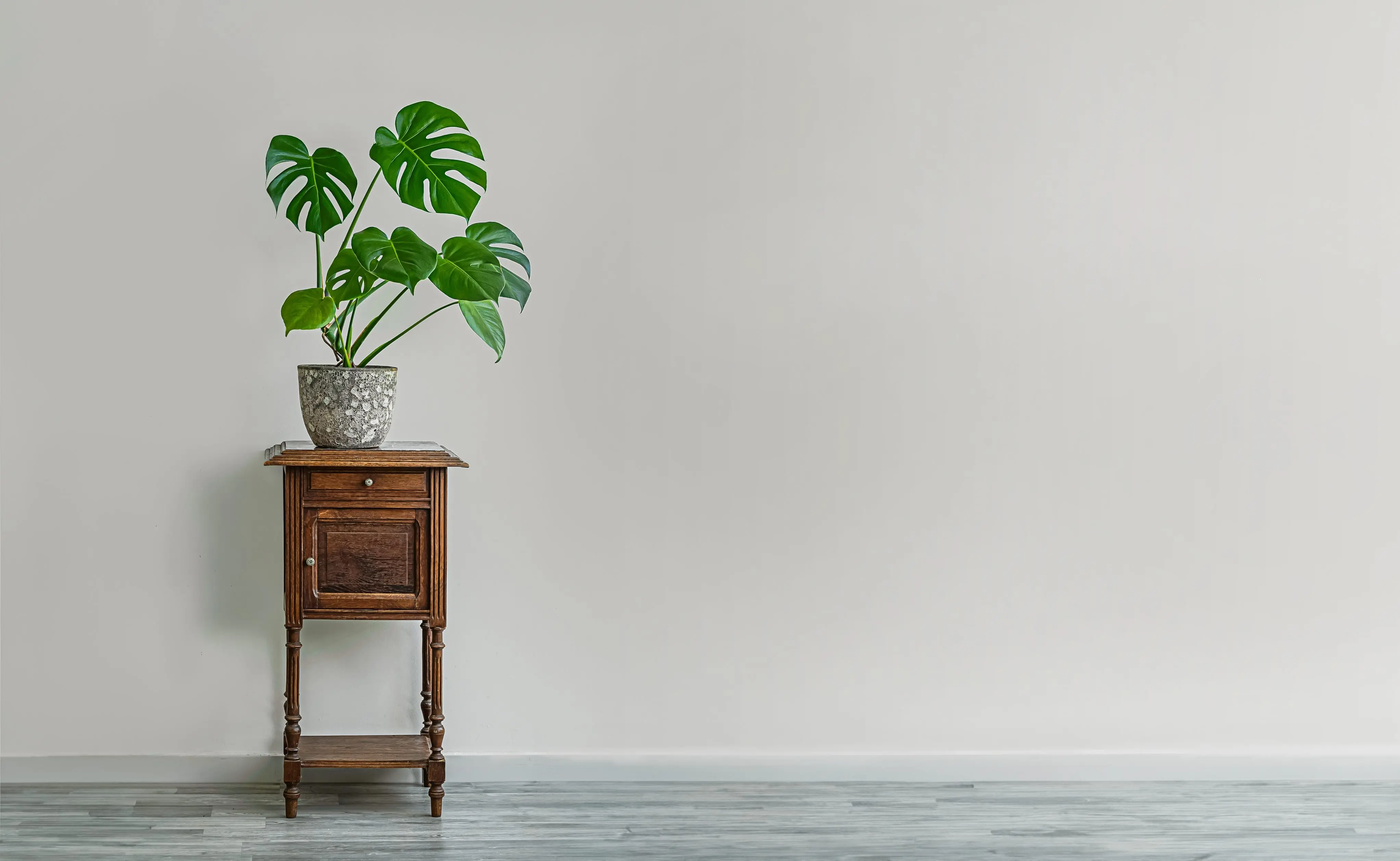 Monstera deliciosa