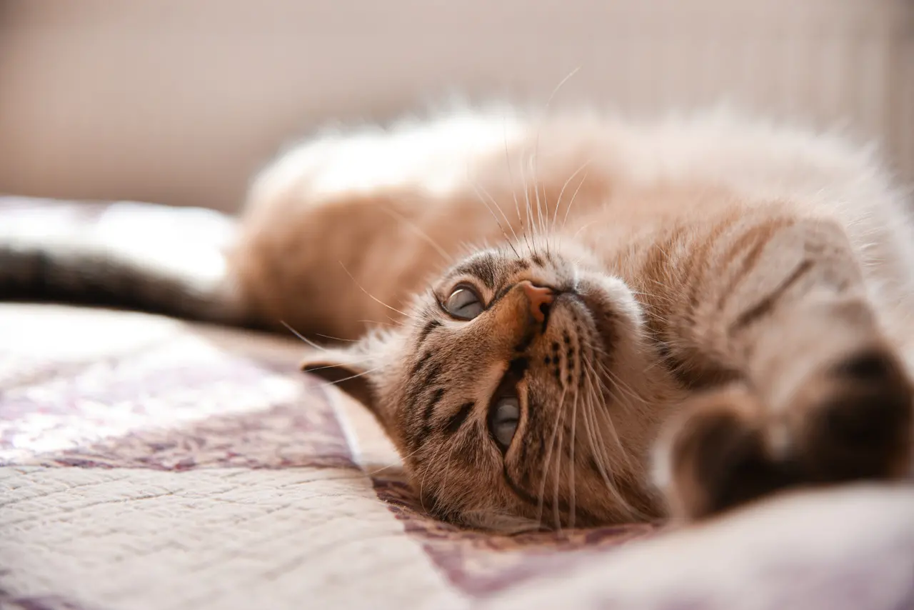 Imagem de uma gata deitada na cama