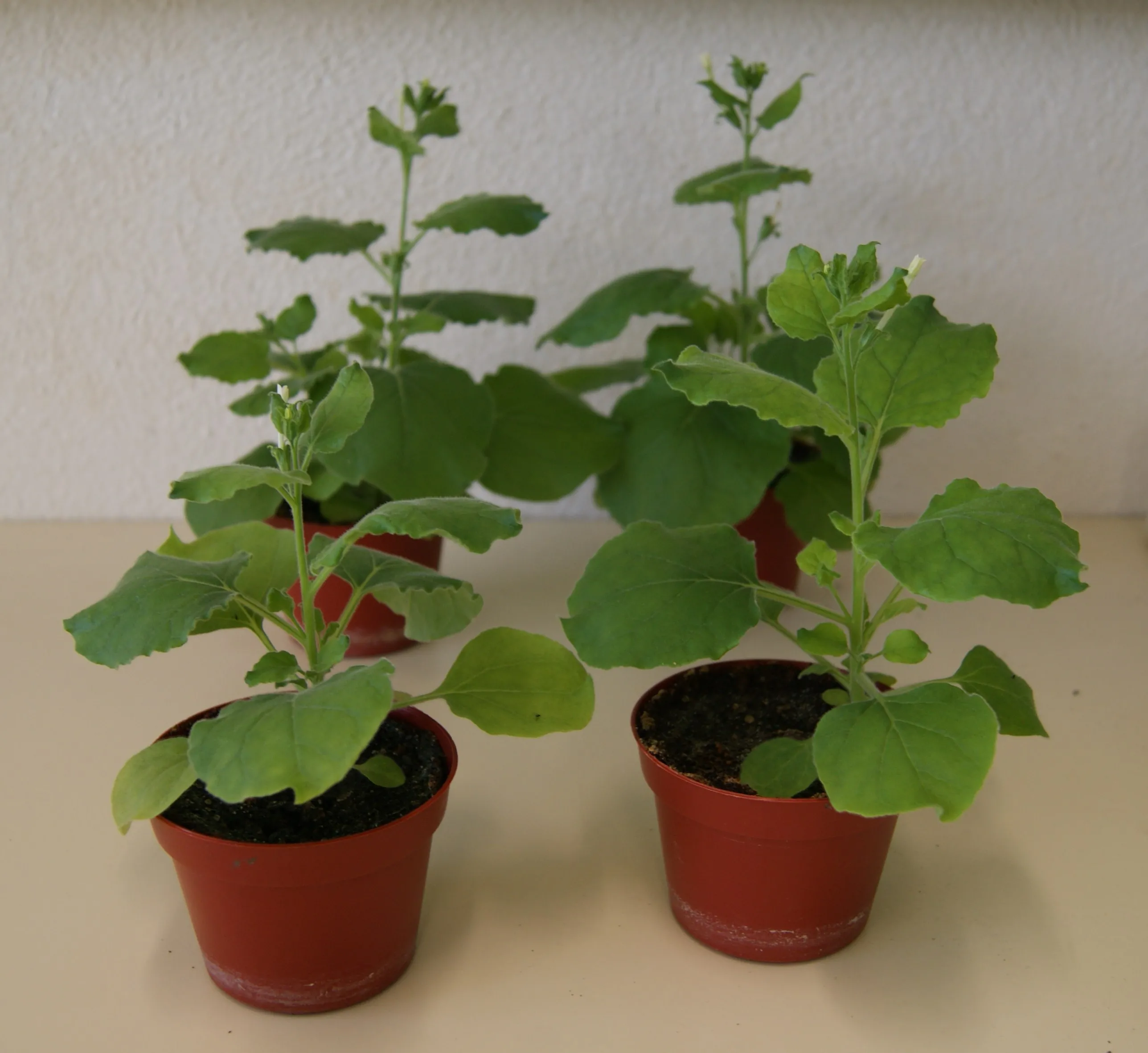 Nicotiana benthamiana, uma variação do tabaco