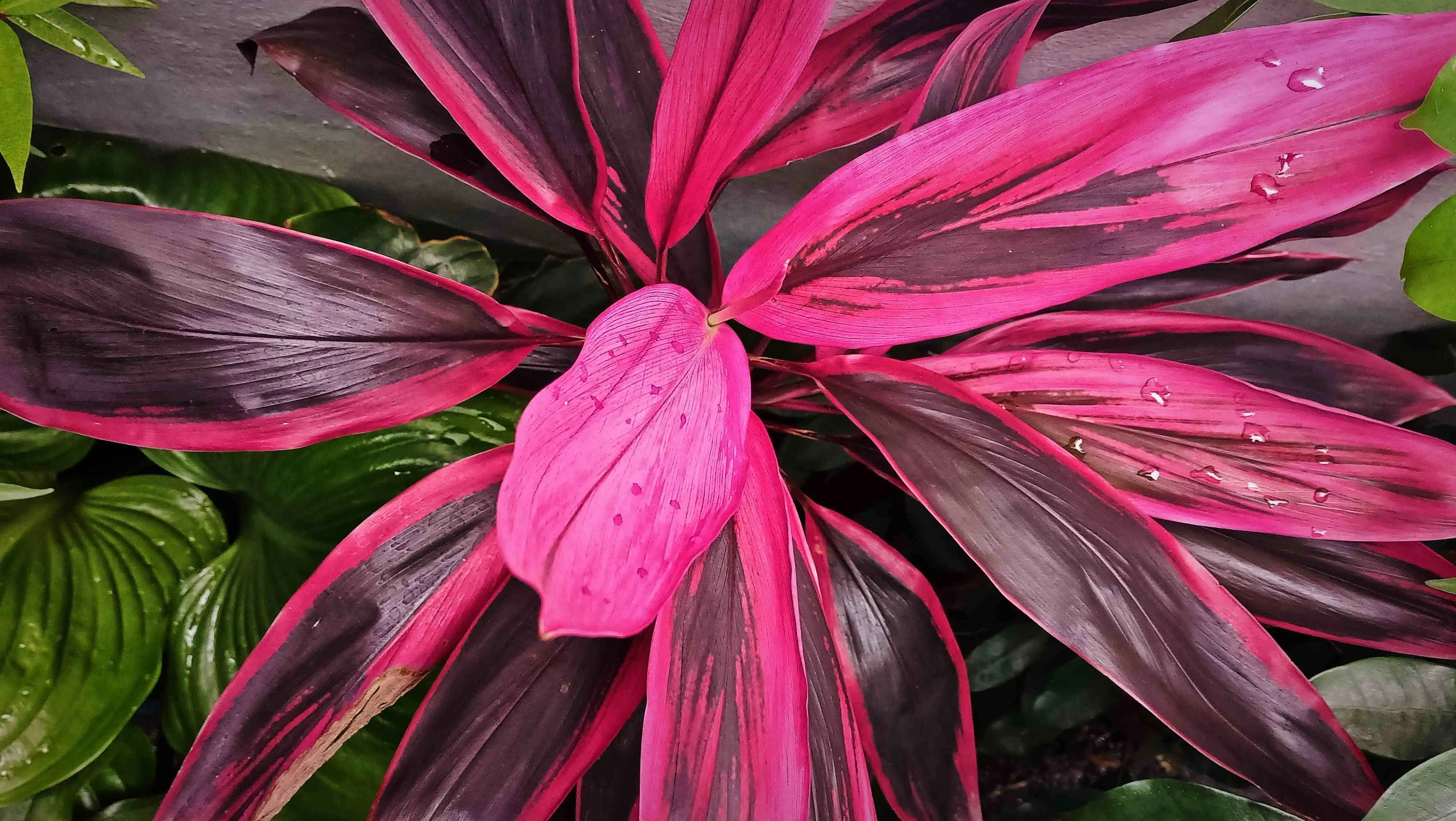 Imagem da notícia: Dracena-vermelha: veja como cuidar da planta em casa 
