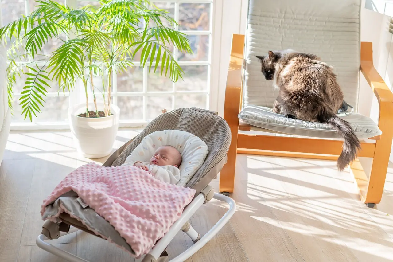 Fotografia de um gato olhando para um bebê em casa