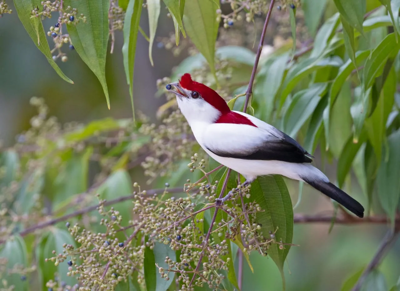 Soldadinho-do-araripe vive apenas no Ceará e atrai turistas para observação