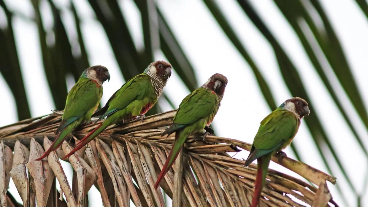 Um projeto de reintrodução vem repovoando com sucesso a Serra da Aratanha
