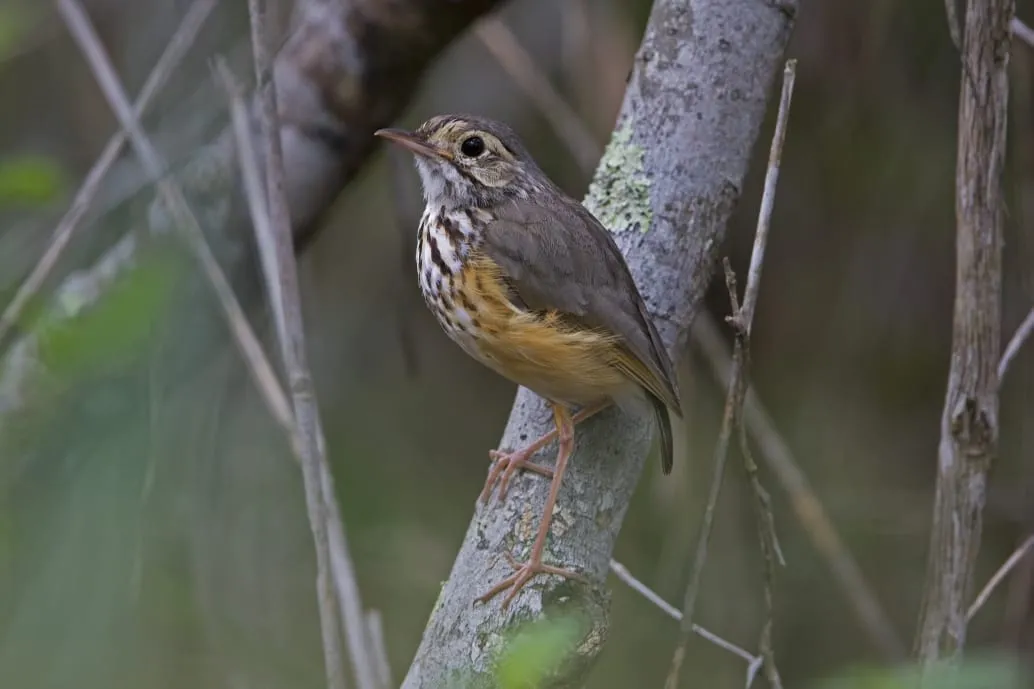 As pernas do animal se destacam com uma tonalidade rosada