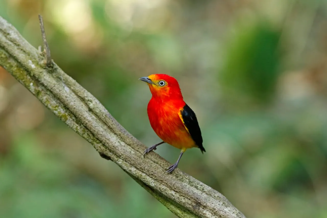 Guaramiranga recebe o nome da ave