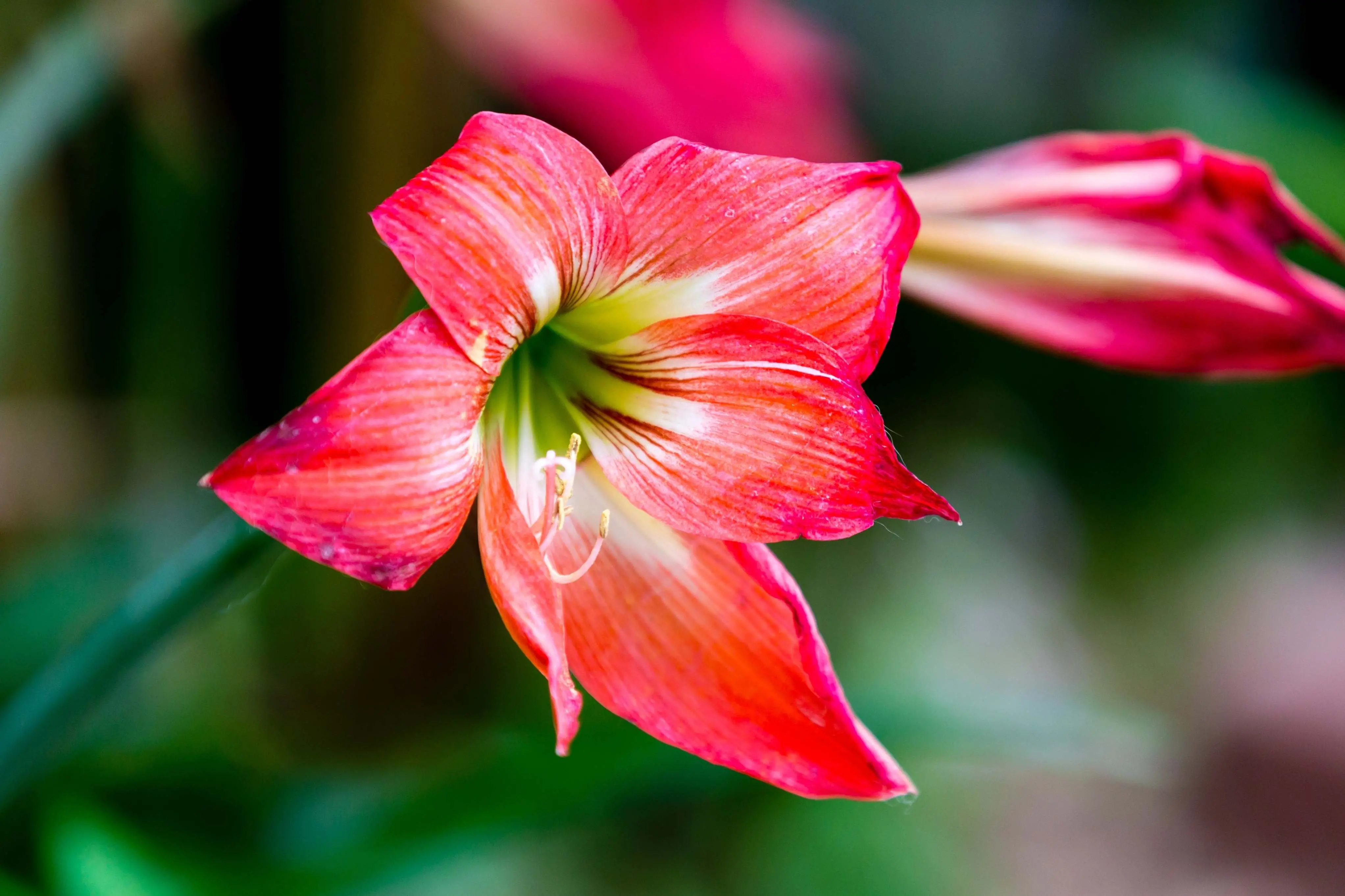 Amarilis