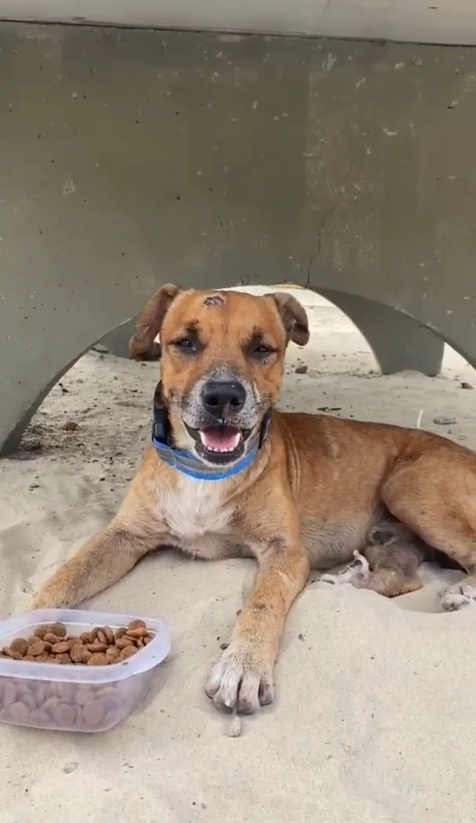 Ativistas da causa animal do mundo todo buscam alternativas para reduzir o alto número de atropelamento de animais