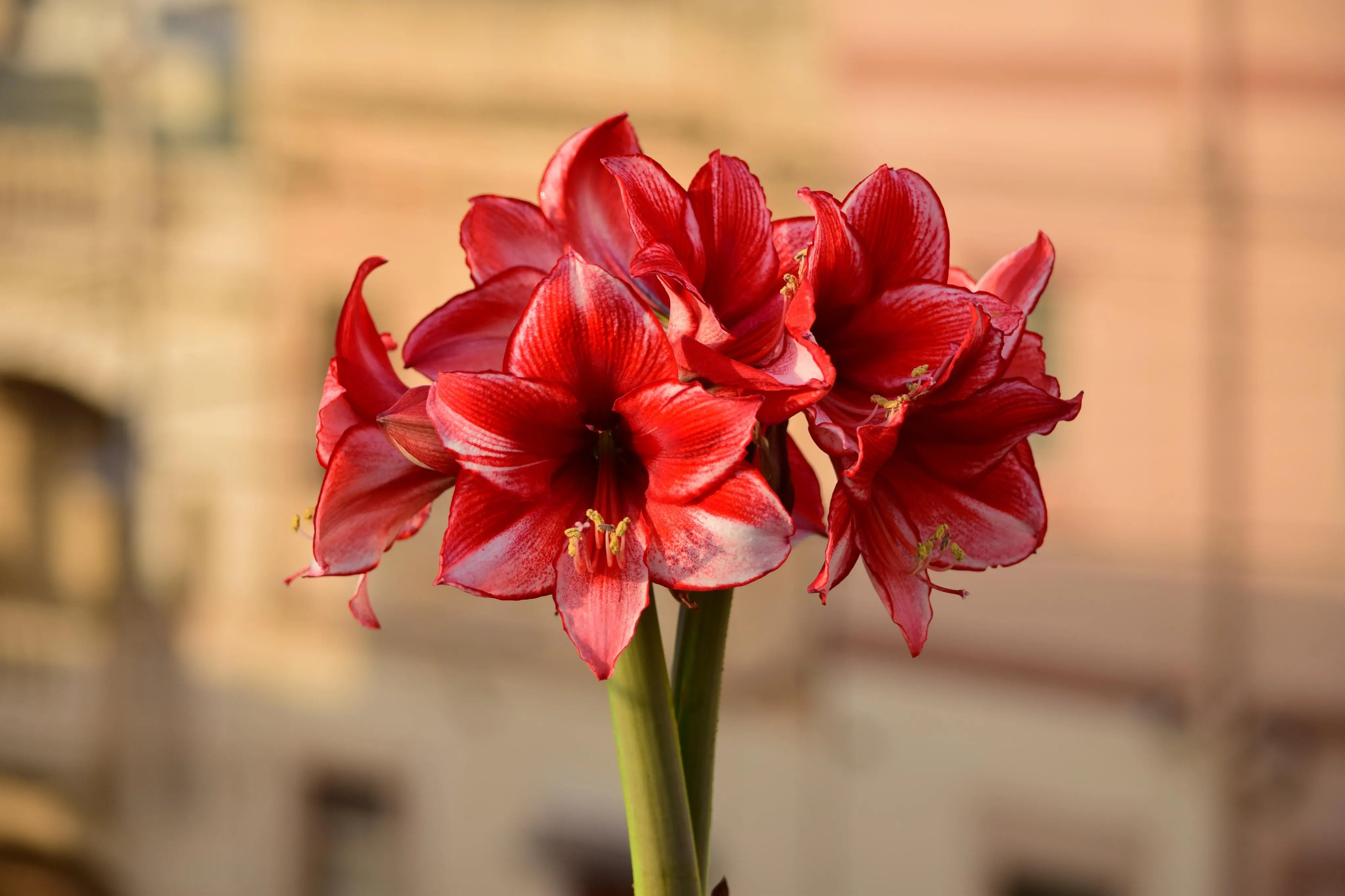 Amarílis rosa