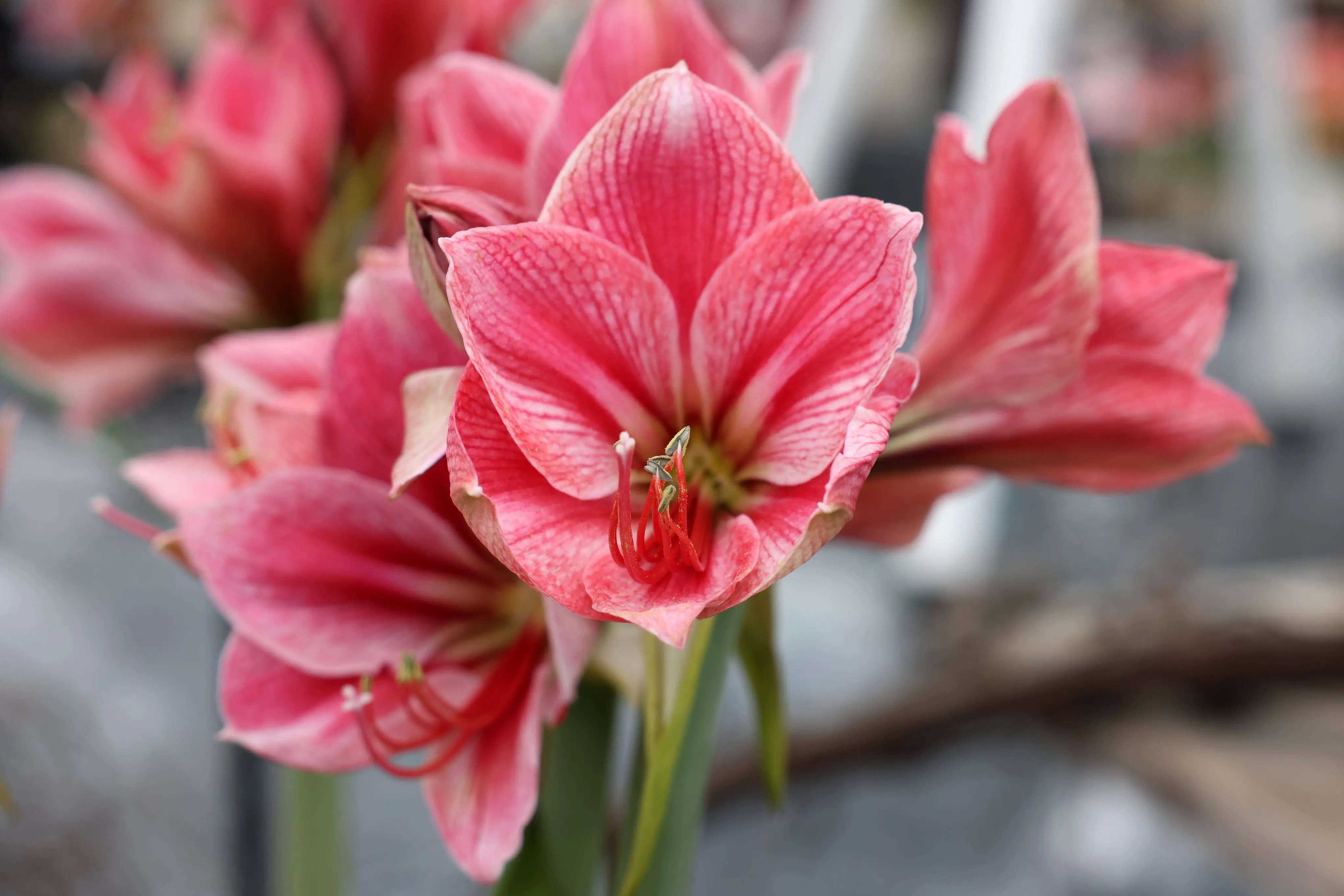 Imagem da notícia: Amarílis: veja os tipos da flor e como cuidar da planta