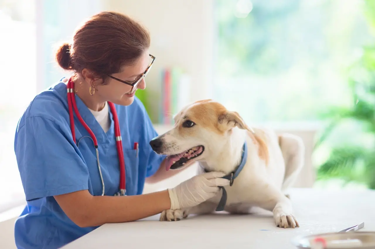 cachorro recebendo atendimento no hospital veterinário