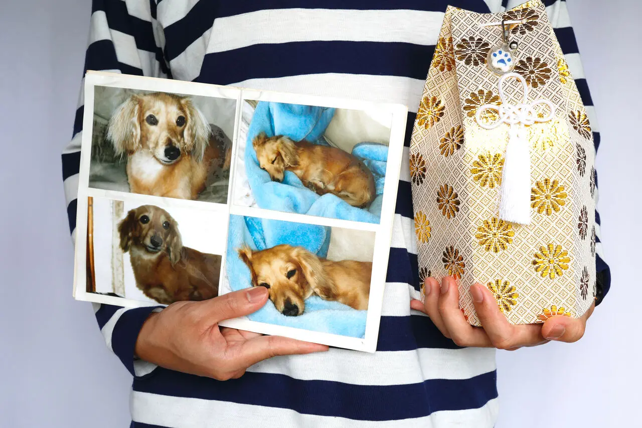 Cachorro após cremação