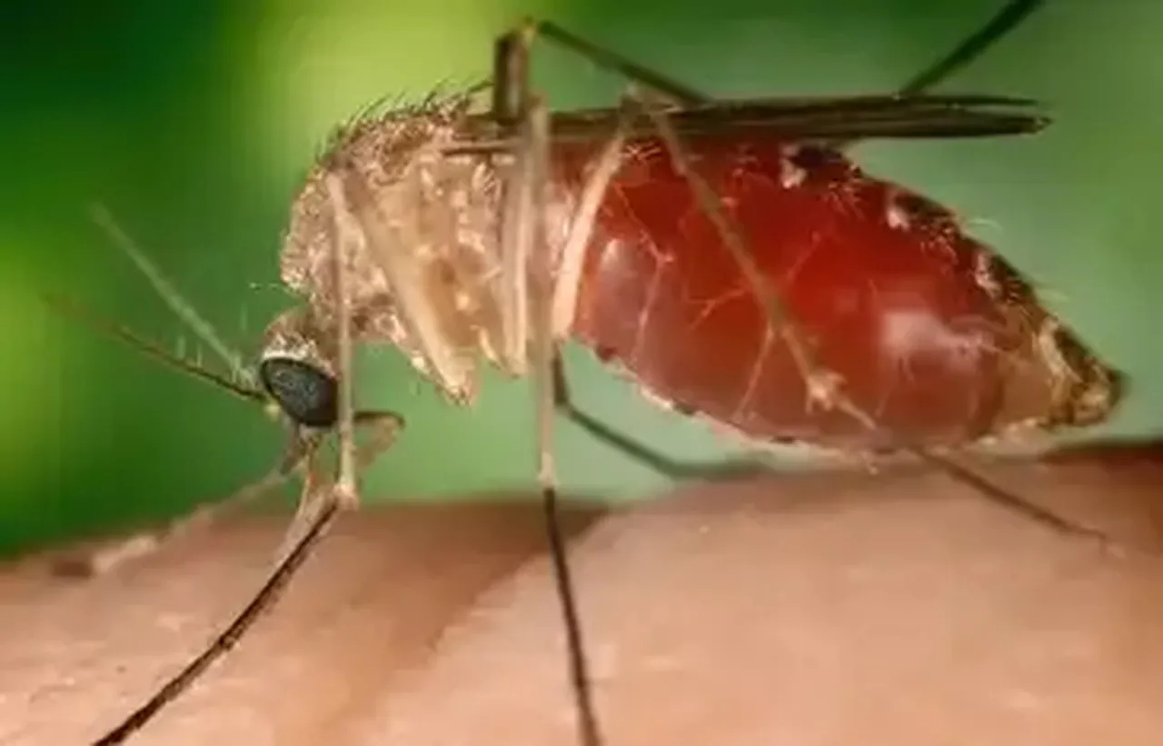 Mosquito vive em áreas de mata