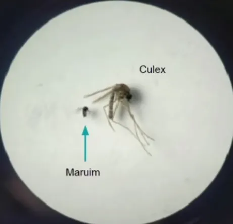 Tamanho do maruim em comparação com a muriçoca comum (Culex)